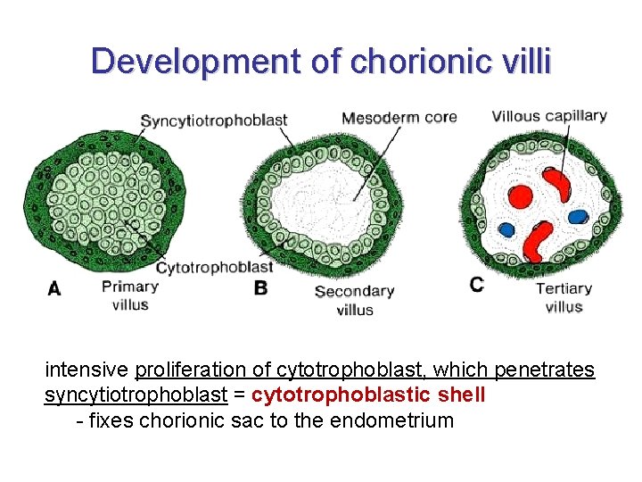 Development of chorionic villi intensive proliferation of cytotrophoblast, which penetrates syncytiotrophoblast = cytotrophoblastic shell