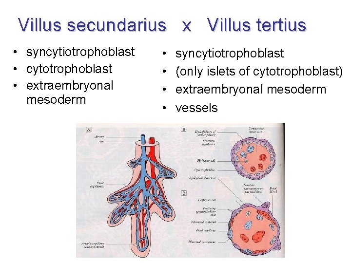 Villus secundarius x Villus tertius • syncytiotrophoblast • cytotrophoblast • extraembryonal mesoderm • •