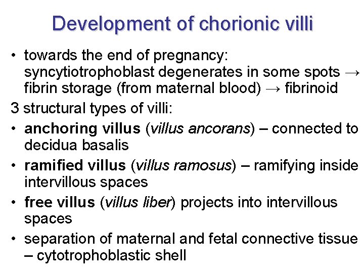 Development of chorionic villi • towards the end of pregnancy: syncytiotrophoblast degenerates in some