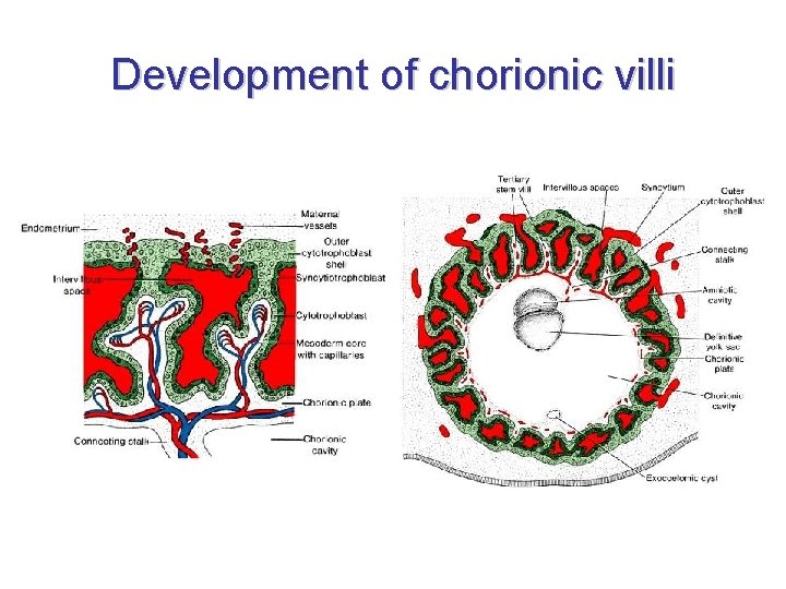 Development of chorionic villi 