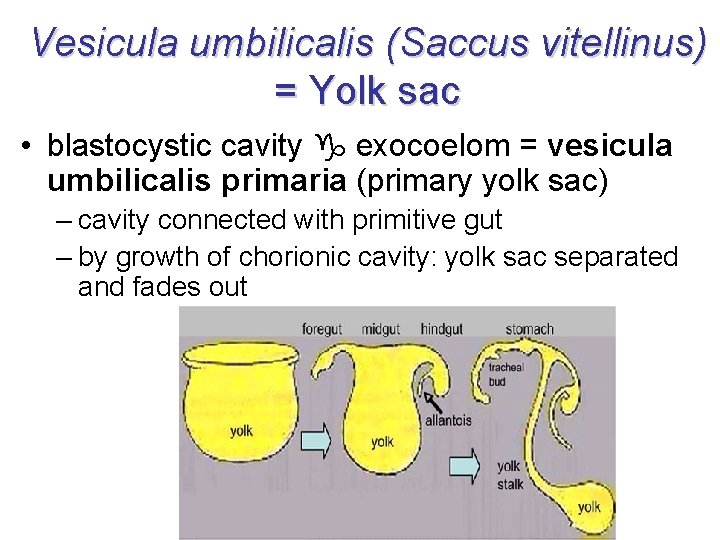 Vesicula umbilicalis (Saccus vitellinus) = Yolk sac • blastocystic cavity exocoelom = vesicula umbilicalis