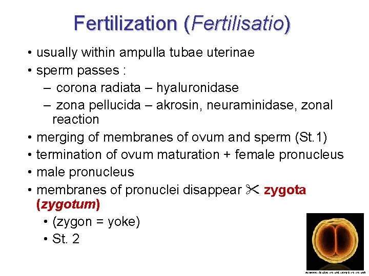 Fertilization (Fertilisatio) • usually within ampulla tubae uterinae • sperm passes : – corona