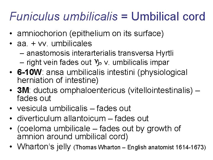 Funiculus umbilicalis = Umbilical cord • amniochorion (epithelium on its surface) • aa. +