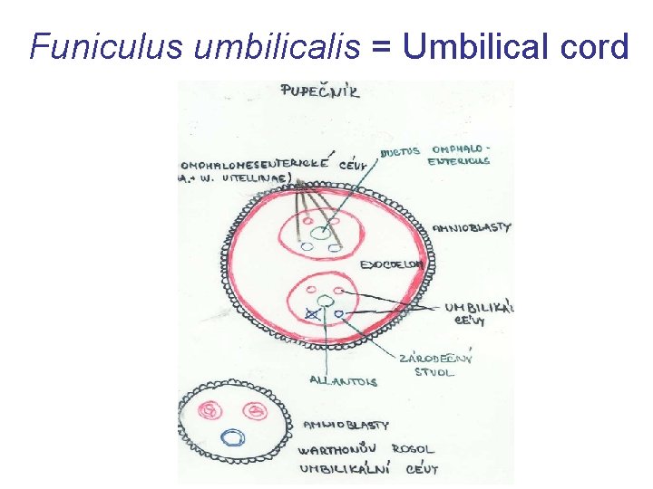Funiculus umbilicalis = Umbilical cord 