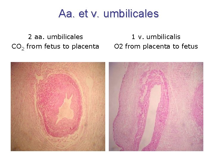 Aa. et v. umbilicales 2 aa. umbilicales CO 2 from fetus to placenta 1