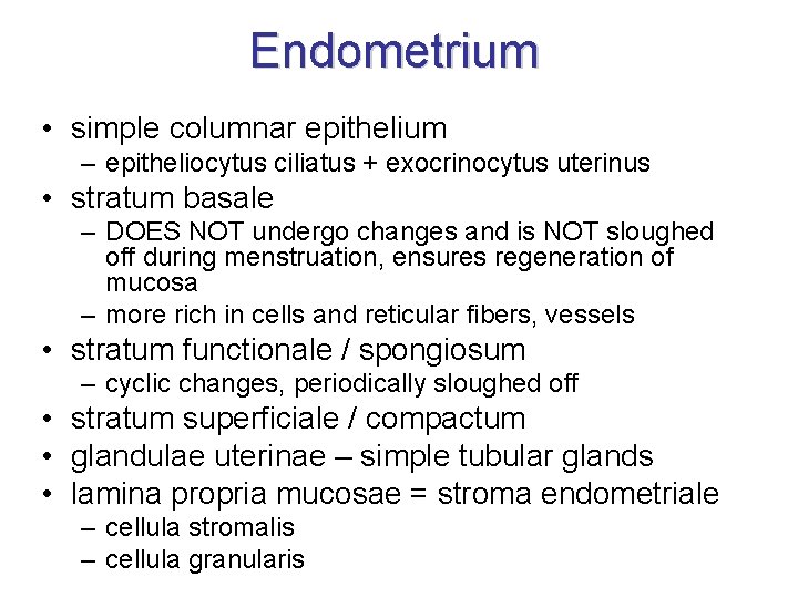 Endometrium • simple columnar epithelium – epitheliocytus ciliatus + exocrinocytus uterinus • stratum basale