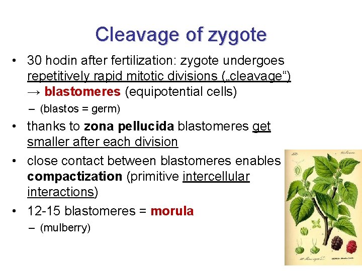 Cleavage of zygote • 30 hodin after fertilization: zygote undergoes repetitively rapid mitotic divisions