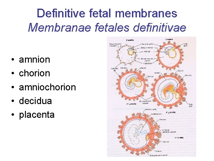 Definitive fetal membranes Membranae fetales definitivae • • • amnion chorion amniochorion decidua placenta