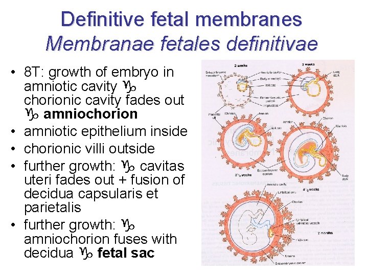 Definitive fetal membranes Membranae fetales definitivae • 8 T: growth of embryo in amniotic