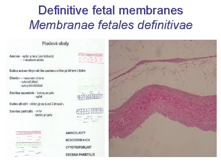 Definitive fetal membranes Membranae fetales definitivae 