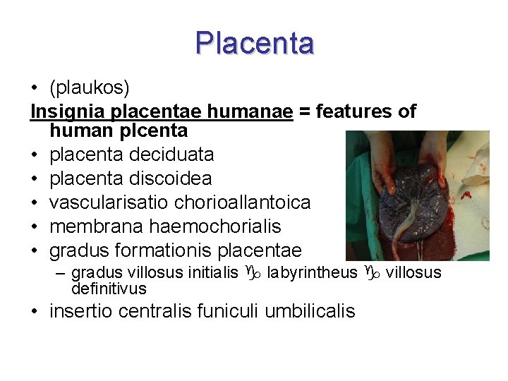 Placenta • (plaukos) Insignia placentae humanae = features of human plcenta • placenta deciduata