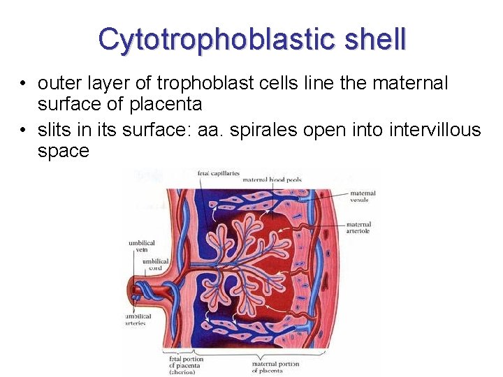 Cytotrophoblastic shell • outer layer of trophoblast cells line the maternal surface of placenta