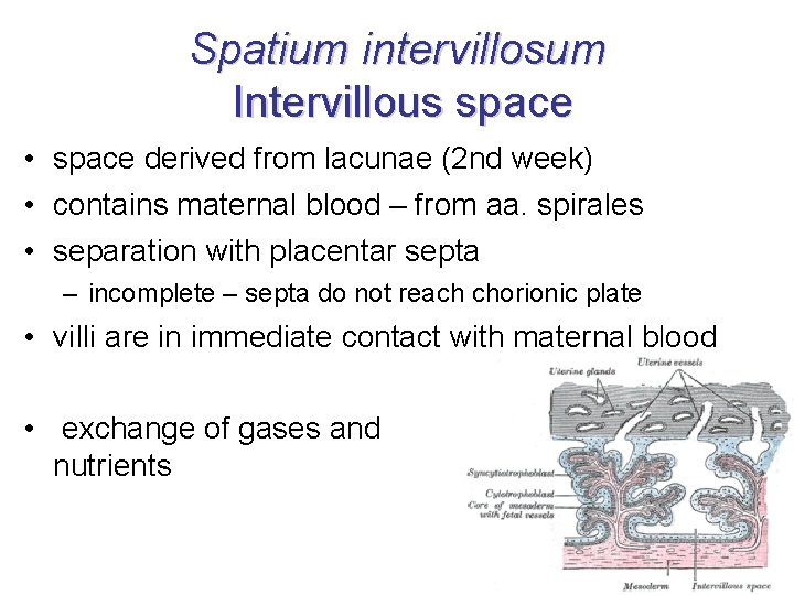 Spatium intervillosum Intervillous space • space derived from lacunae (2 nd week) • contains