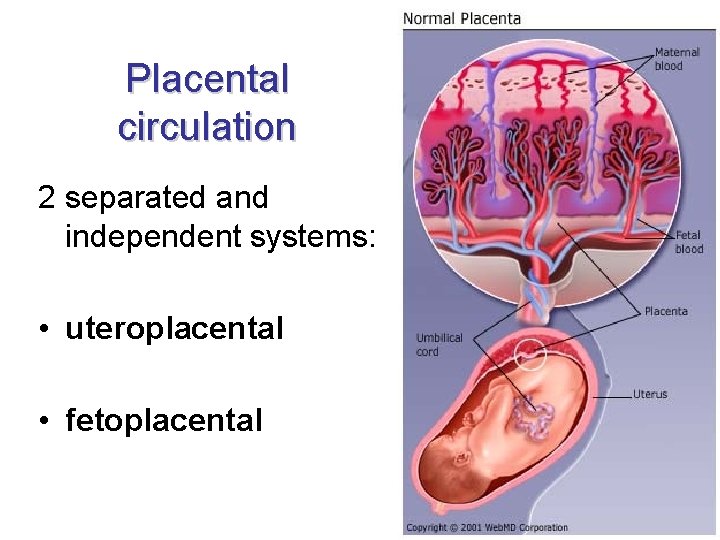 Placental circulation 2 separated and independent systems: • uteroplacental • fetoplacental 