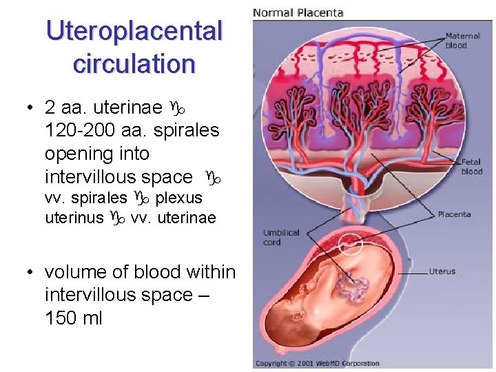 Uteroplacental circulation • 2 aa. uterinae 120 -200 aa. spirales opening into intervillous space