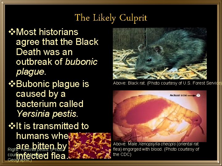 The Likely Culprit v. Most historians agree that the Black Death was an outbreak