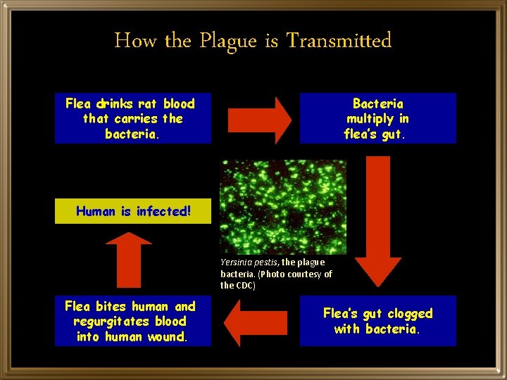 How the Plague is Transmitted Flea drinks rat blood that carries the bacteria. Bacteria