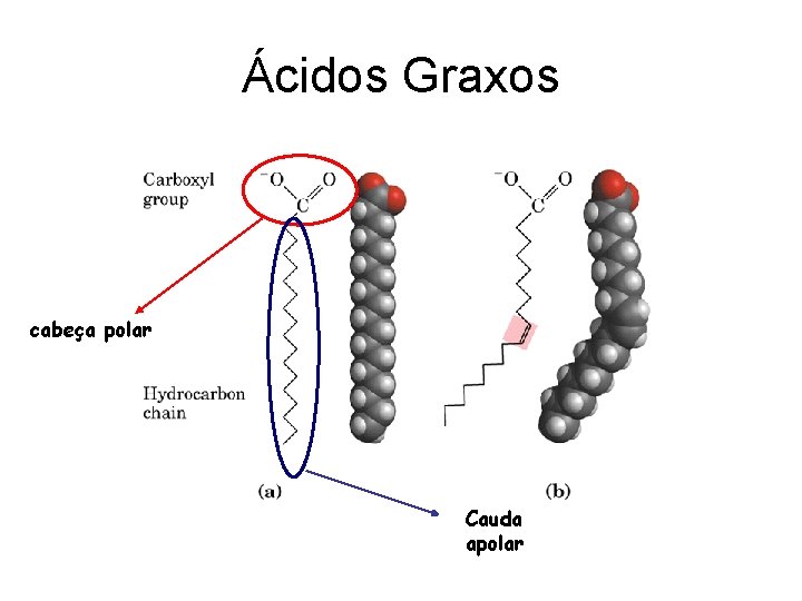 Ácidos Graxos cabeça polar Cauda apolar 