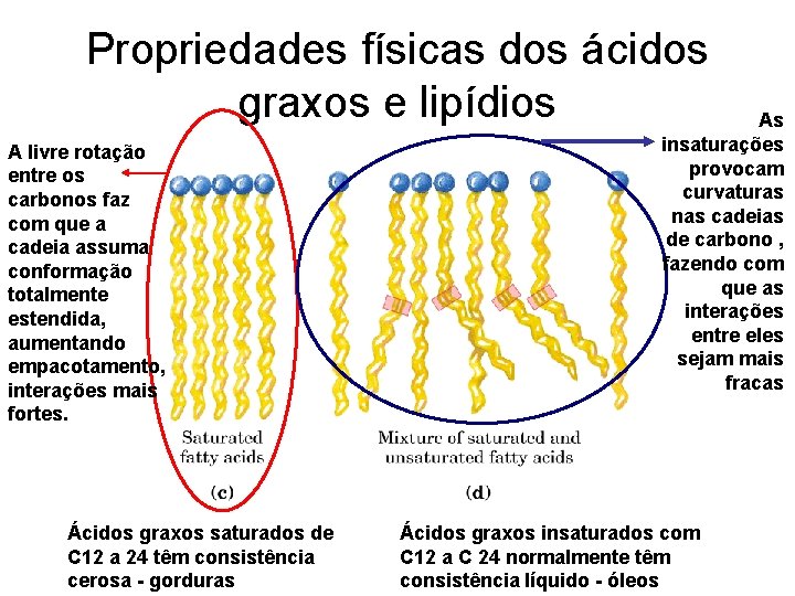 Propriedades físicas dos ácidos graxos e lipídios A livre rotação entre os carbonos faz