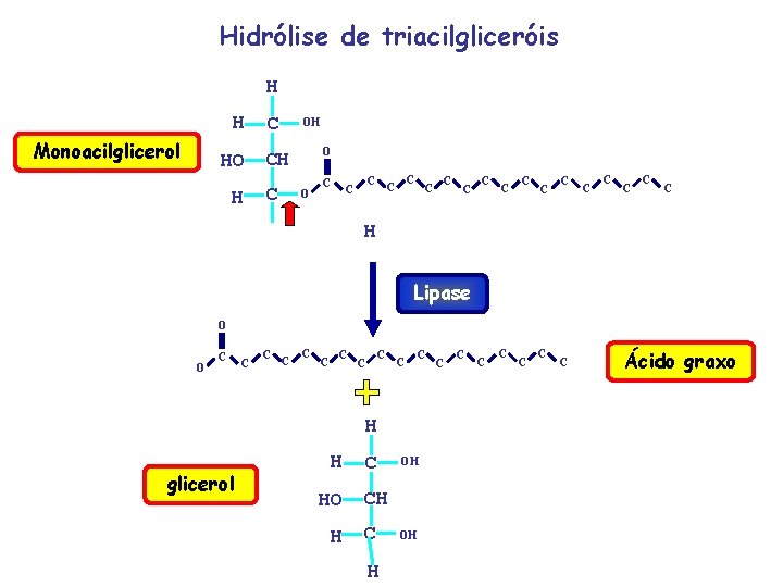 Hidrólise de triacilgliceróis H Monoacilglicerol H C HO CH H C OH O O