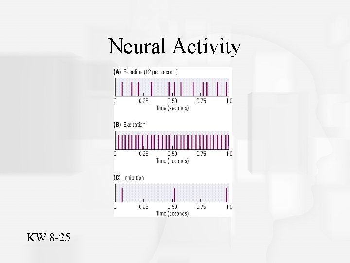 Neural Activity KW 8 -25 