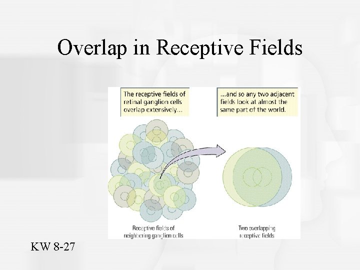 Overlap in Receptive Fields KW 8 -27 