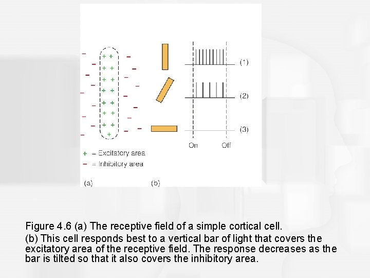 Figure 4. 6 (a) The receptive field of a simple cortical cell. (b) This