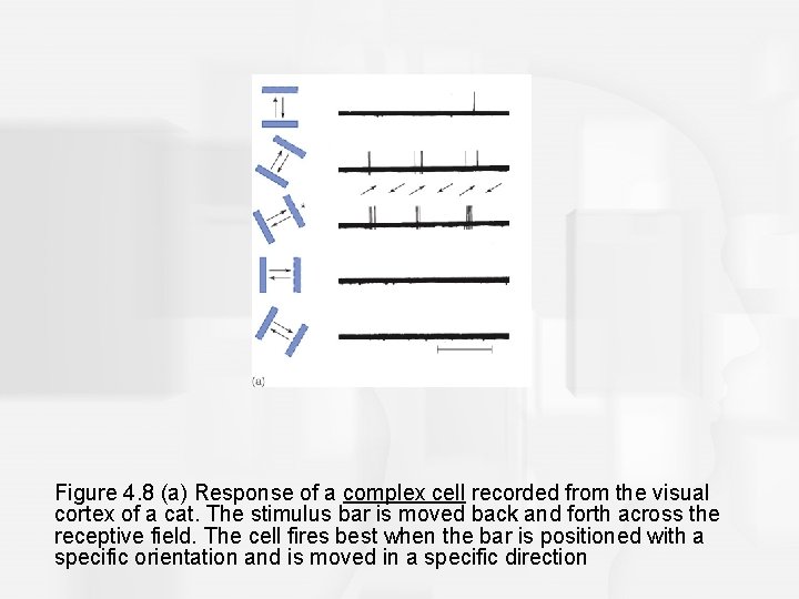 Figure 4. 8 (a) Response of a complex cell recorded from the visual cortex