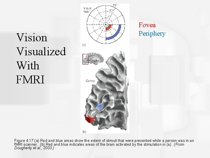 Vision Visualized With FMRI Fovea Periphery Figure 4. 17 (a) Red and blue areas