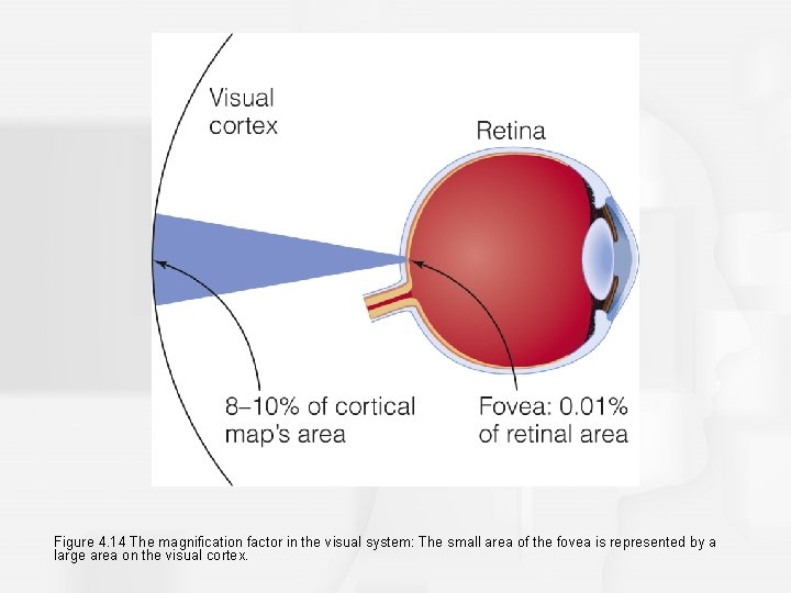 Figure 4. 14 The magnification factor in the visual system: The small area of