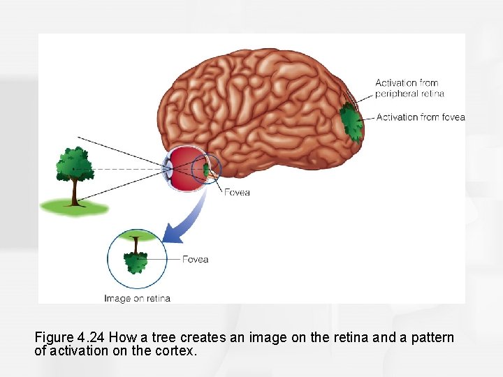 Figure 4. 24 How a tree creates an image on the retina and a