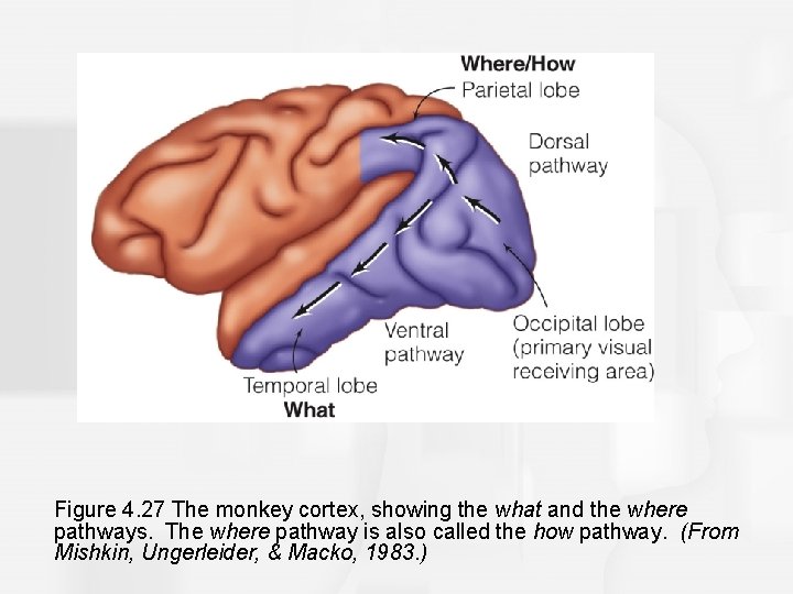 Figure 4. 27 The monkey cortex, showing the what and the where pathways. The