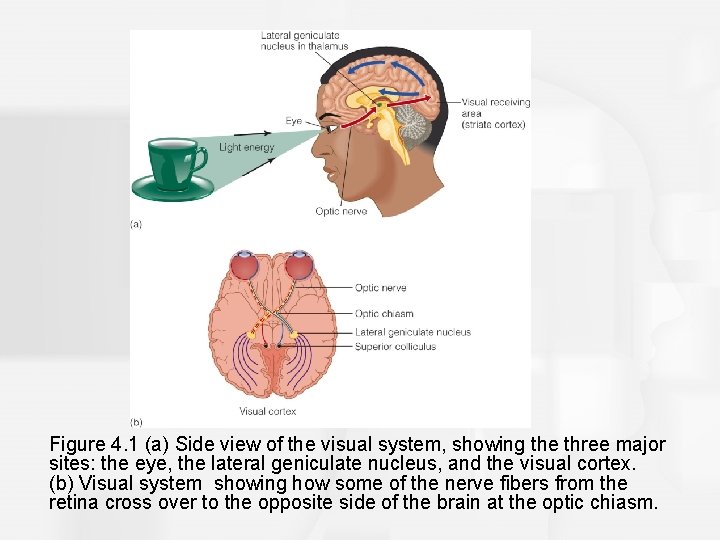 Figure 4. 1 (a) Side view of the visual system, showing the three major