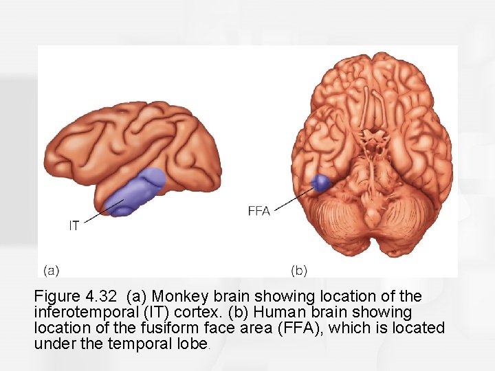 Figure 4. 32 (a) Monkey brain showing location of the inferotemporal (IT) cortex. (b)