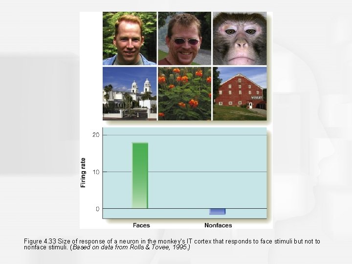 Figure 4. 33 Size of response of a neuron in the monkey’s IT cortex