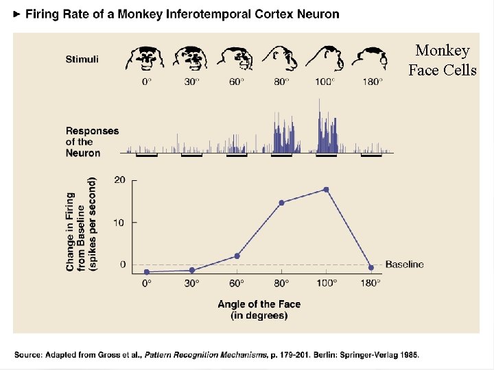 Monkey Face Cells 