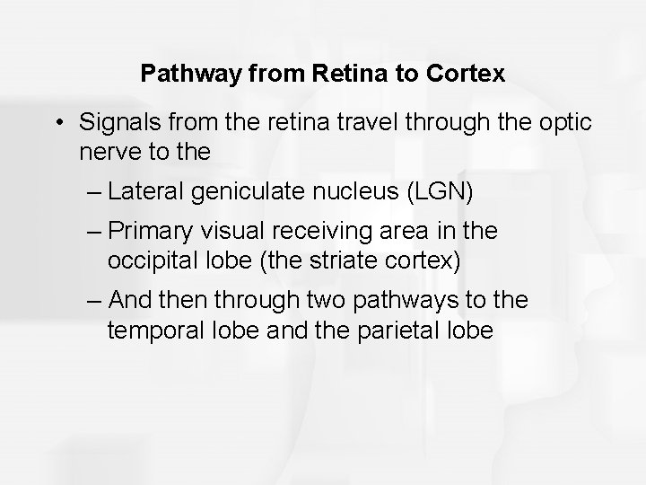 Pathway from Retina to Cortex • Signals from the retina travel through the optic