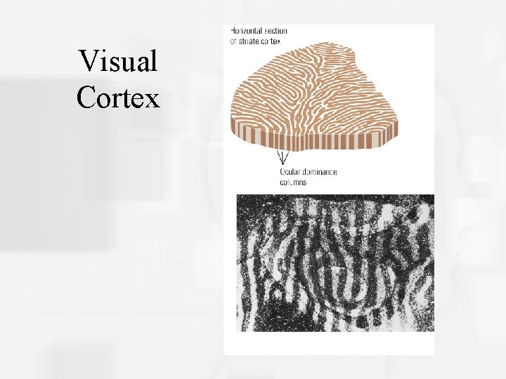 Visual Cortex 