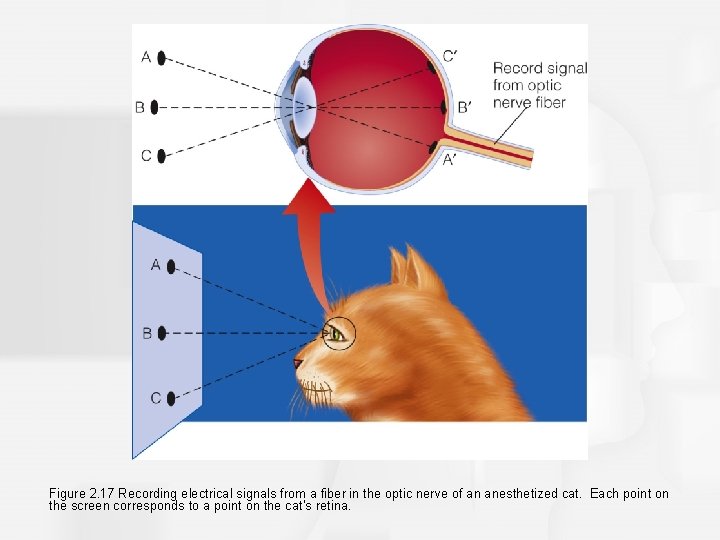 Figure 2. 17 Recording electrical signals from a fiber in the optic nerve of