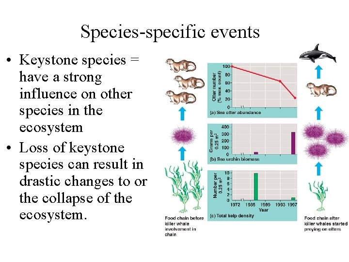 Species-specific events • Keystone species = have a strong influence on other species in