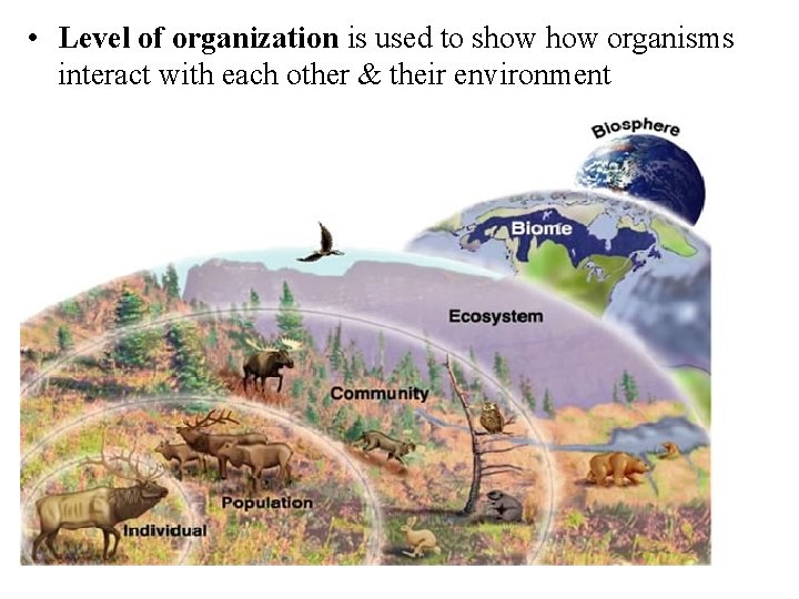  • Level of organization is used to show organisms interact with each other