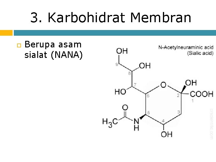 3. Karbohidrat Membran Berupa asam sialat (NANA) 