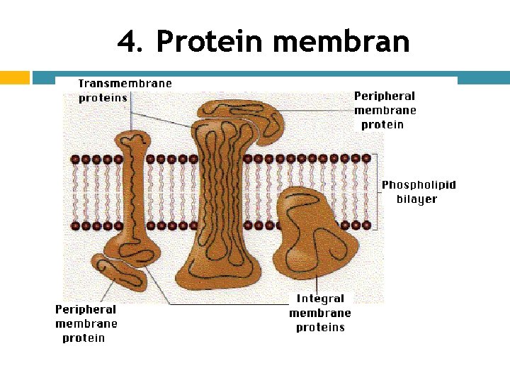 4. Protein membran 