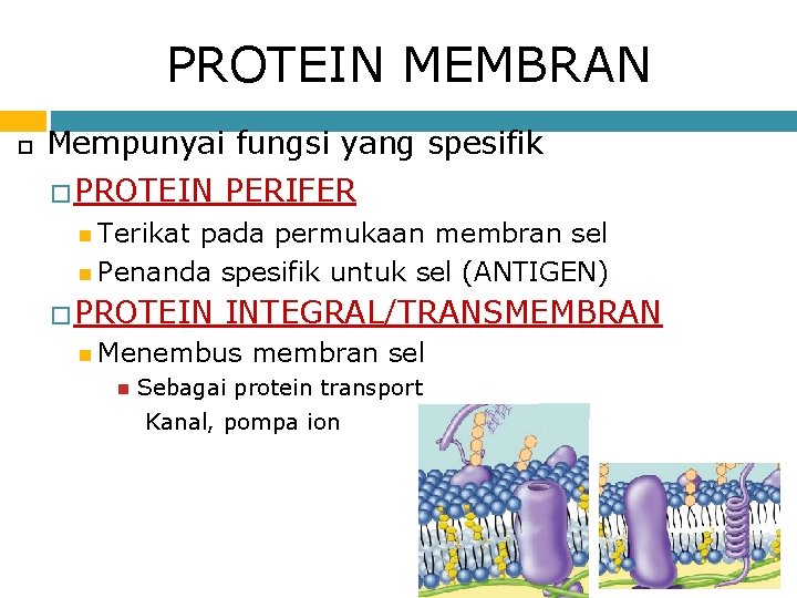 PROTEIN MEMBRAN Mempunyai fungsi yang spesifik � PROTEIN PERIFER Terikat pada permukaan membran sel