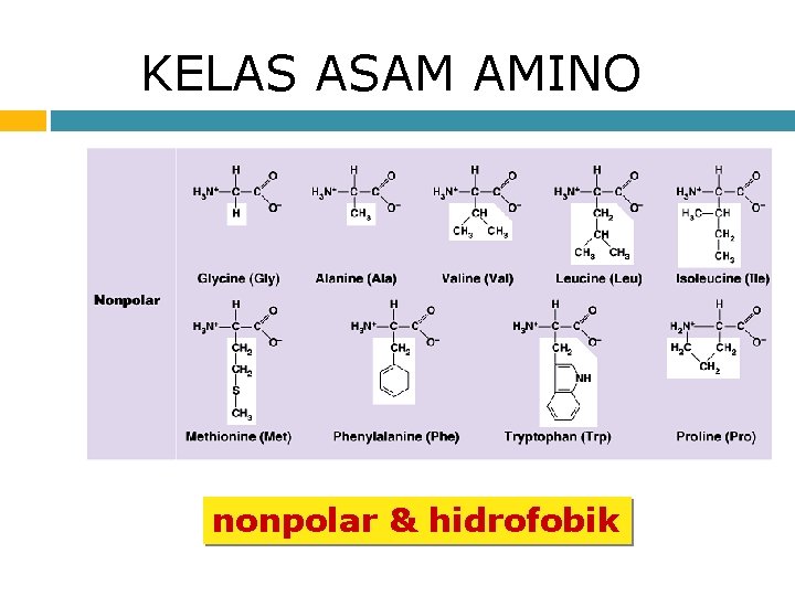 KELAS ASAM AMINO nonpolar & hidrofobik 