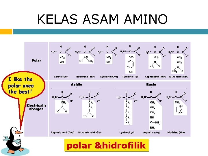 KELAS ASAM AMINO I like the polar ones the best! polar &hidrofilik 