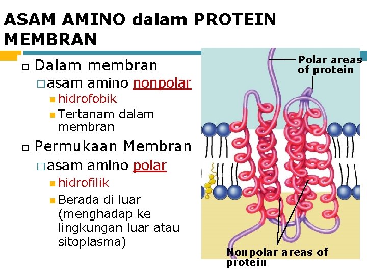 ASAM AMINO dalam PROTEIN MEMBRAN Dalam membran � asam amino nonpolar Polar areas of