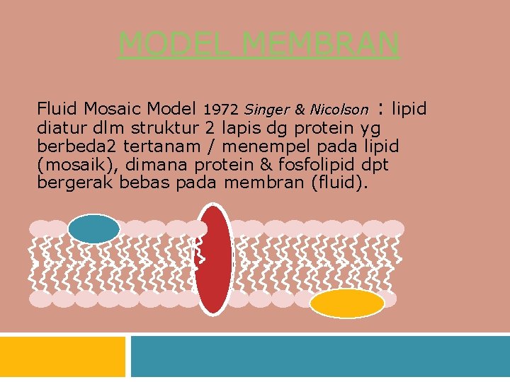 MODEL MEMBRAN Fluid Mosaic Model 1972 Singer & Nicolson : lipid diatur dlm struktur