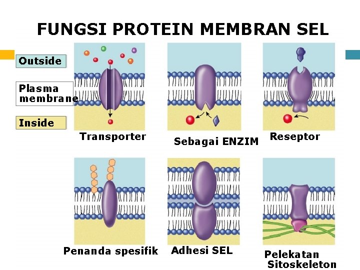 FUNGSI PROTEIN MEMBRAN SEL Outside Plasma membrane Inside Transporter Penanda spesifik Sebagai ENZIM Adhesi