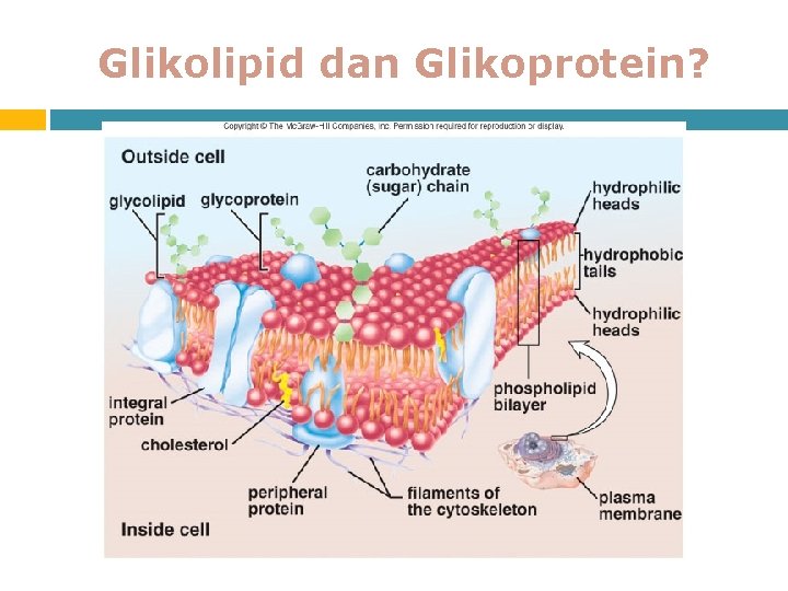 Glikolipid dan Glikoprotein? 